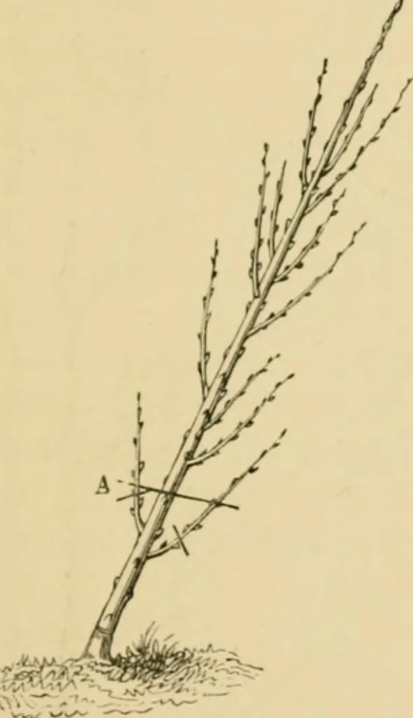 An illustration from The parks and gardens of Paris, considered in relation to the wants of other cities and of the public and private gardens; being notes on a study of Paris gardens, 1878, leaf 346