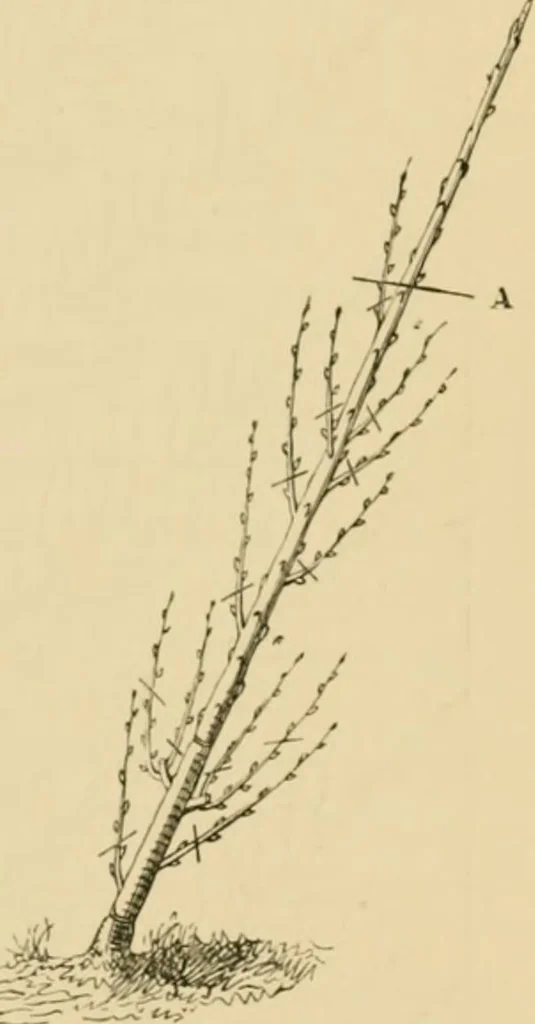 An illustration from The parks and gardens of Paris, considered in relation to the wants of other cities and of the public and private gardens; being notes on a study of Paris gardens, 1878, leaf 346