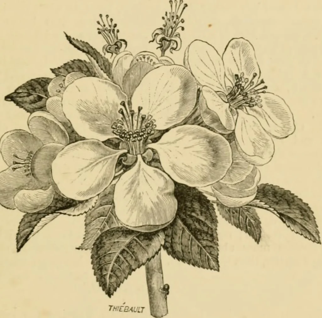 An illustration from The parks and gardens of Paris, considered in relation to the wants of other cities and of the public and private gardens; being notes on a study of Paris gardens, 1878, leaf 350