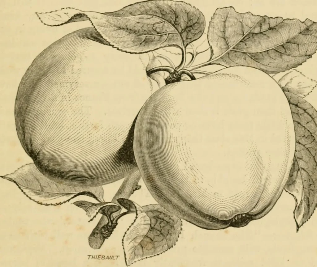 An illustration from The parks and gardens of Paris, considered in relation to the wants of other cities and of the public and private gardens; being notes on a study of Paris gardens, 1878, leaf 352