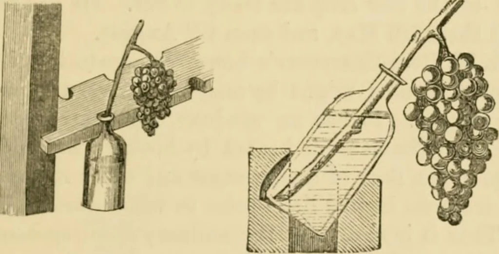An illustration from The parks and gardens of Paris, considered in relation to the wants of other cities and of the public and private gardens; being notes on a study of Paris gardens, 1878, leaf 360