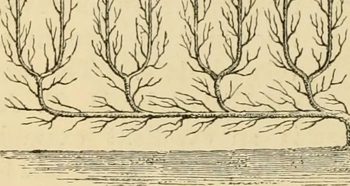 An illustration from The parks and gardens of Paris, considered in relation to the wants of other cities and of the public and private gardens; being notes on a study of Paris gardens, 1878, leaf 367