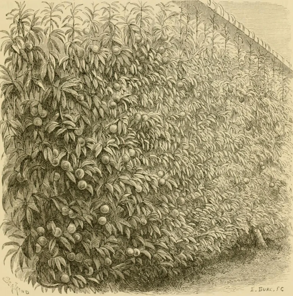 An illustration from The parks and gardens of Paris, considered in relation to the wants of other cities and of the public and private gardens; being notes on a study of Paris gardens, 1878, leaf 368