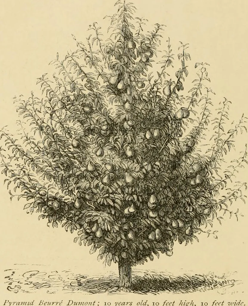 An illustration from The parks and gardens of Paris, considered in relation to the wants of other cities and of the public and private gardens; being notes on a study of Paris gardens, 1878, leaf 369