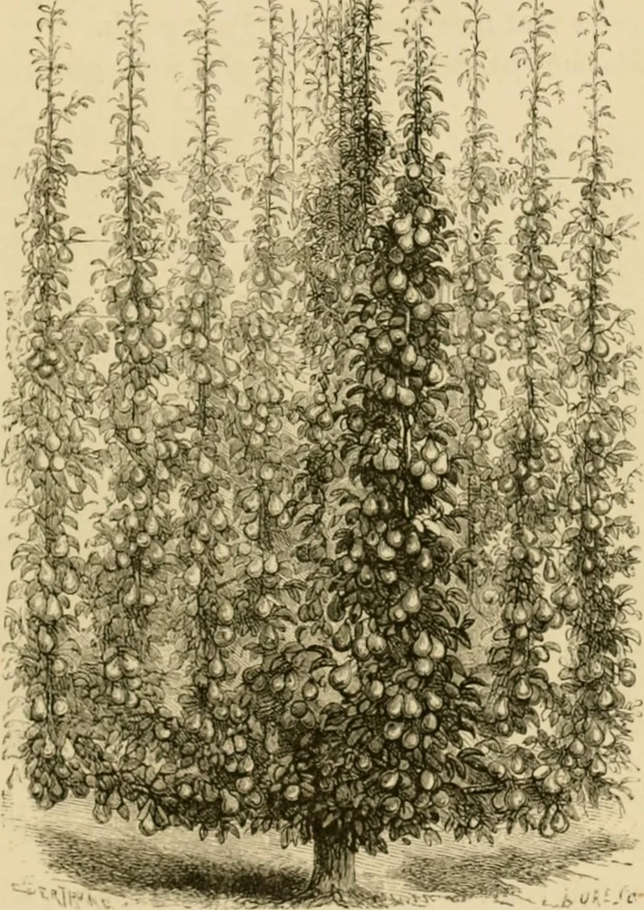 An illustration from The parks and gardens of Paris, considered in relation to the wants of other cities and of the public and private gardens; being notes on a study of Paris gardens, 1878, leaf 370
