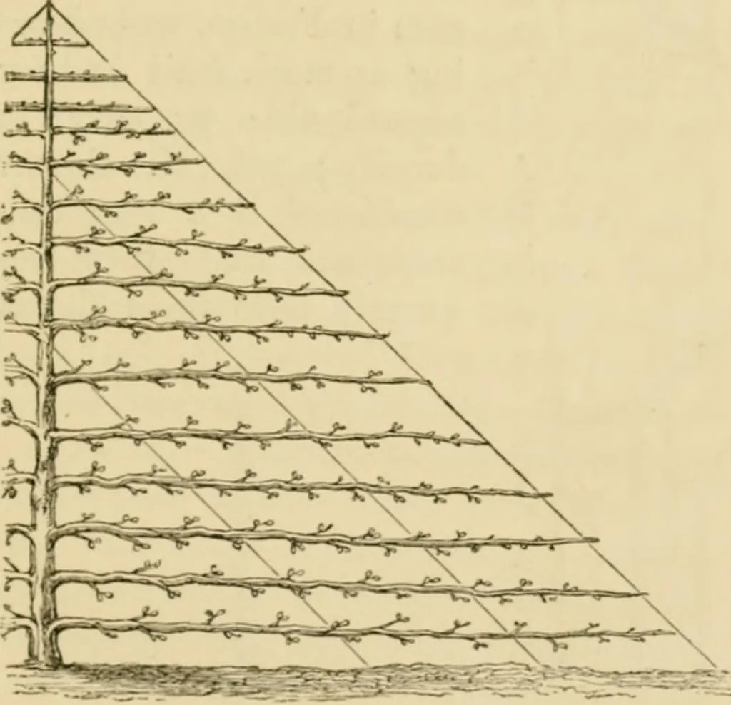 An illustration from The parks and gardens of Paris, considered in relation to the wants of other cities and of the public and private gardens; being notes on a study of Paris gardens, 1878, leaf 374