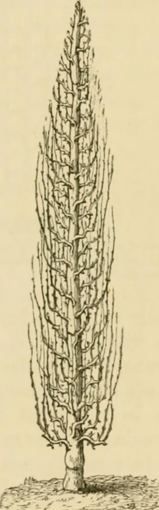 An illustration from The parks and gardens of Paris, considered in relation to the wants of other cities and of the public and private gardens; being notes on a study of Paris gardens, 1878, leaf 376