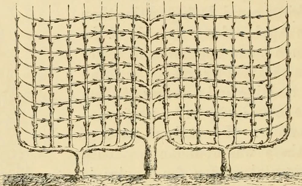 An illustration from The parks and gardens of Paris, considered in relation to the wants of other cities and of the public and private gardens; being notes on a study of Paris gardens, 1878, leaf 377