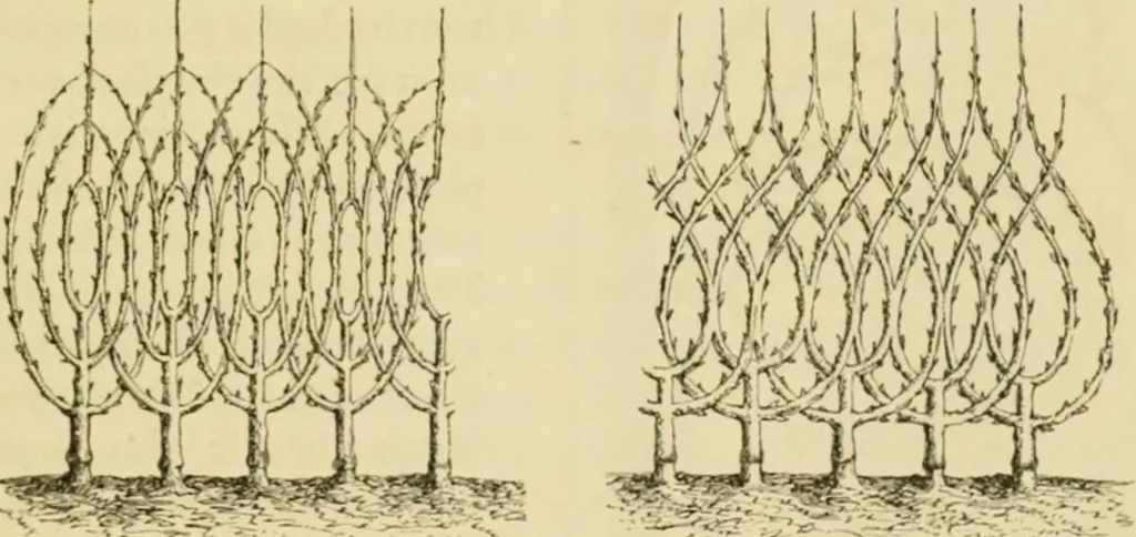 An illustration from The parks and gardens of Paris, considered in relation to the wants of other cities and of the public and private gardens; being notes on a study of Paris gardens, 1878, leaf 378