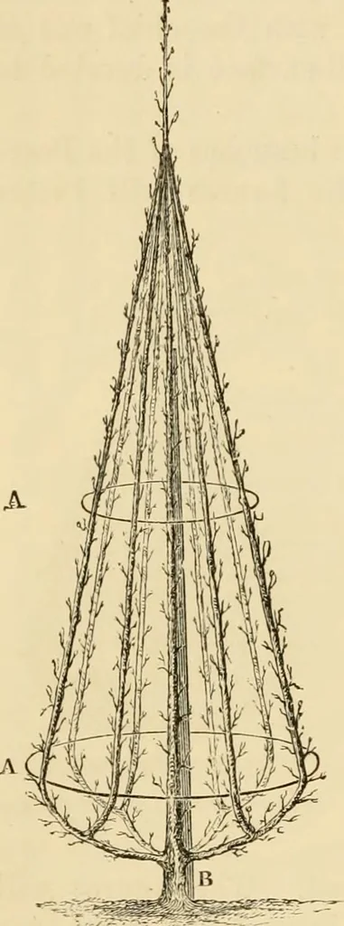 An illustration from The parks and gardens of Paris, considered in relation to the wants of other cities and of the public and private gardens; being notes on a study of Paris gardens, 1878, leaf 381