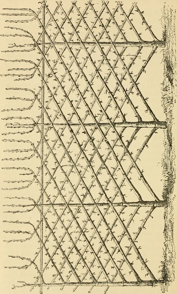 An illustration from The parks and gardens of Paris, considered in relation to the wants of other cities and of the public and private gardens; being notes on a study of Paris gardens, 1878, leaf 385