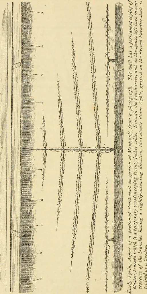 An illustration from The parks and gardens of Paris, considered in relation to the wants of other cities and of the public and private gardens; being notes on a study of Paris gardens, 1878, leaf 395