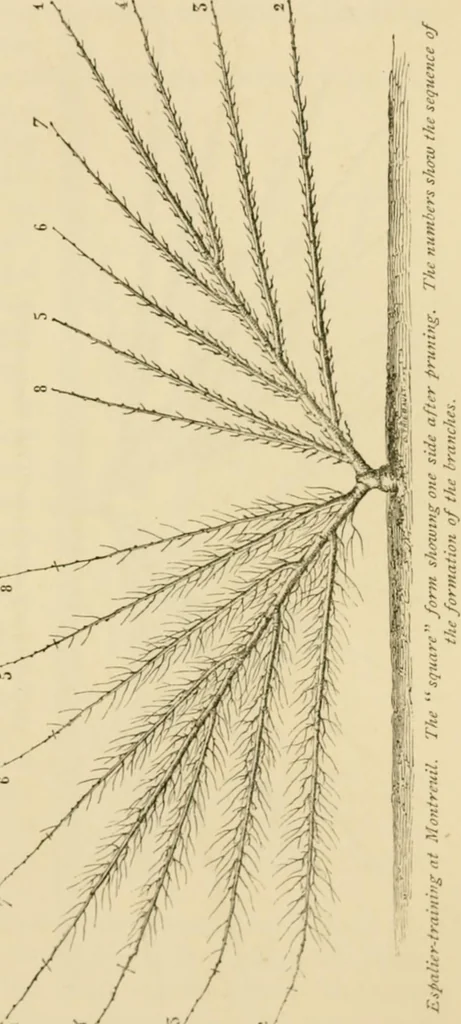 An illustration from The parks and gardens of Paris, considered in relation to the wants of other cities and of the public and private gardens; being notes on a study of Paris gardens, 1878, leaf 396