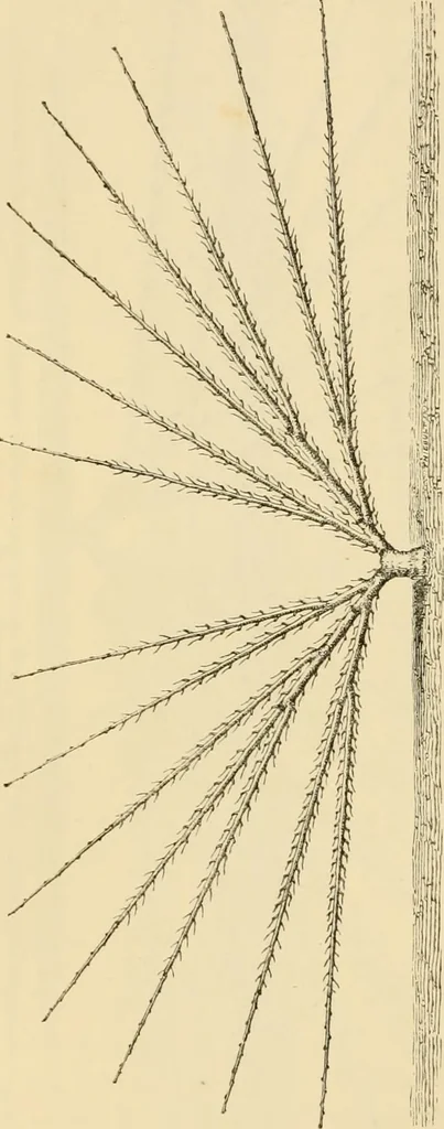 An illustration from The parks and gardens of Paris, considered in relation to the wants of other cities and of the public and private gardens; being notes on a study of Paris gardens, 1878, leaf 397