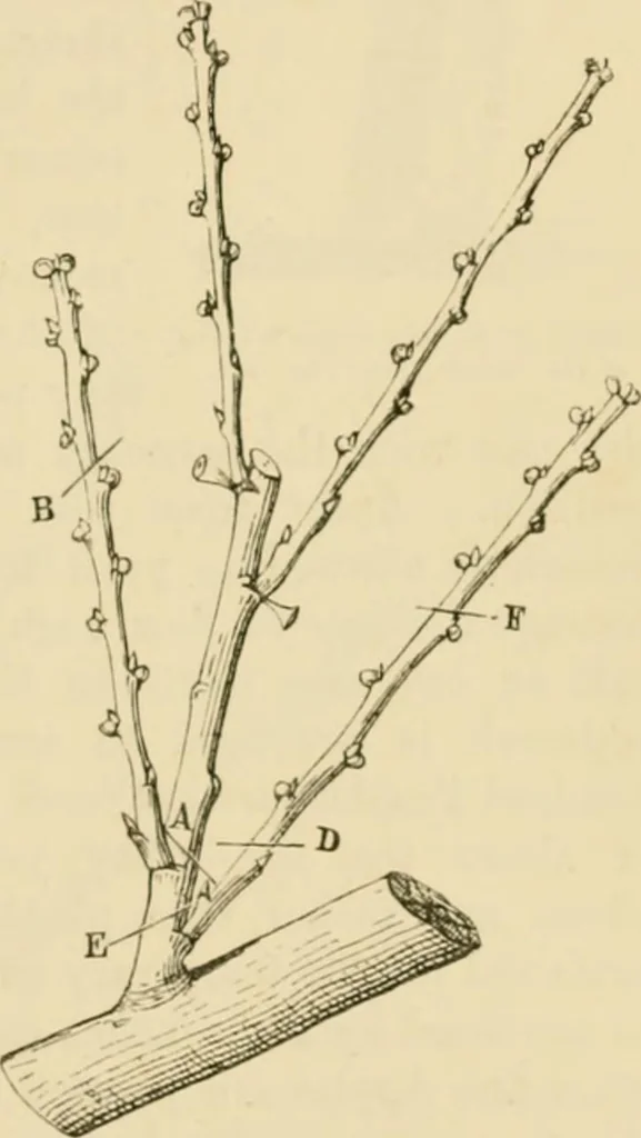 An illustration from The parks and gardens of Paris, considered in relation to the wants of other cities and of the public and private gardens; being notes on a study of Paris gardens, 1878, leaf 398