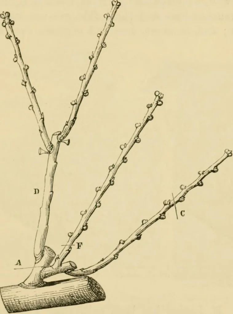 An illustration from The parks and gardens of Paris, considered in relation to the wants of other cities and of the public and private gardens; being notes on a study of Paris gardens, 1878, leaf 400