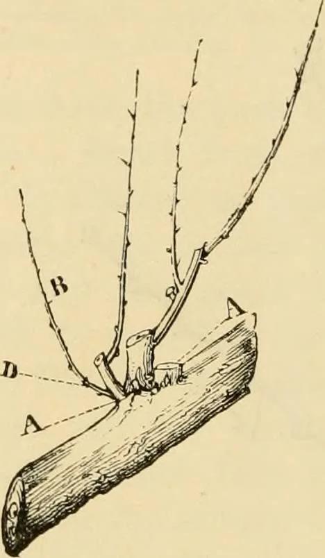 An illustration from The parks and gardens of Paris, considered in relation to the wants of other cities and of the public and private gardens; being notes on a study of Paris gardens, 1878, leaf 401