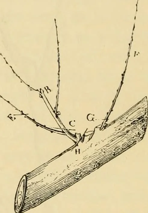 An illustration from The parks and gardens of Paris, considered in relation to the wants of other cities and of the public and private gardens; being notes on a study of Paris gardens, 1878, leaf 401