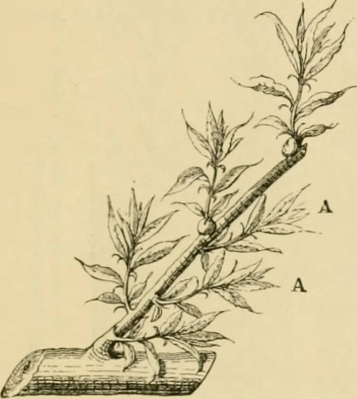 An illustration from The parks and gardens of Paris, considered in relation to the wants of other cities and of the public and private gardens; being notes on a study of Paris gardens, 1878, leaf 404