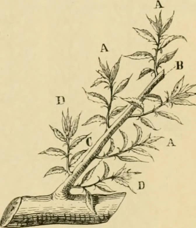 An illustration from The parks and gardens of Paris, considered in relation to the wants of other cities and of the public and private gardens; being notes on a study of Paris gardens, 1878, leaf 404