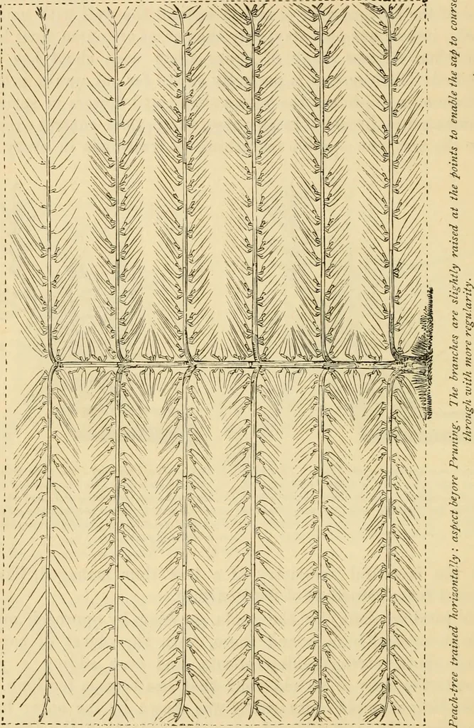 An illustration from The parks and gardens of Paris, considered in relation to the wants of other cities and of the public and private gardens; being notes on a study of Paris gardens, 1878, leaf 405