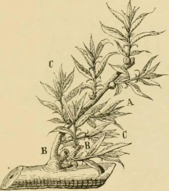 An illustration from The parks and gardens of Paris, considered in relation to the wants of other cities and of the public and private gardens; being notes on a study of Paris gardens, 1878, leaf 406