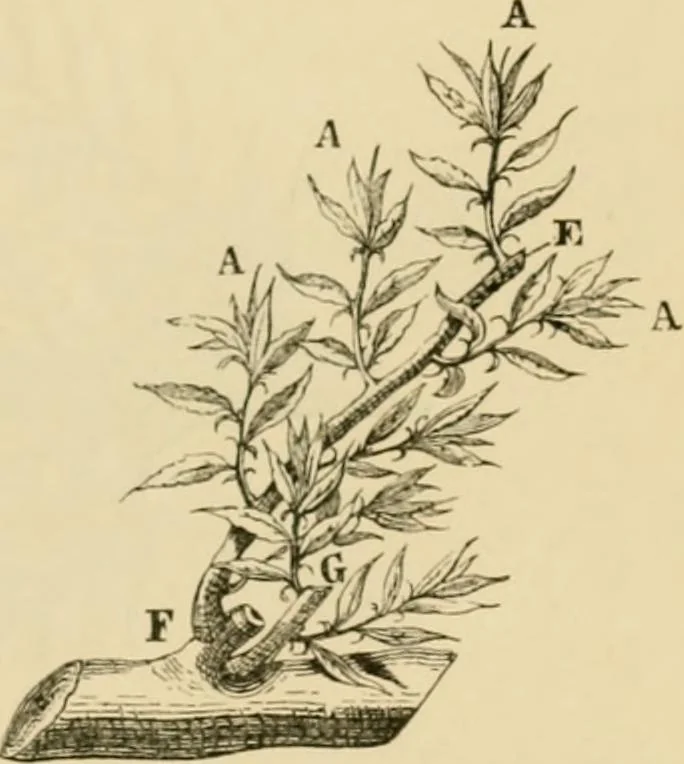 An illustration from The parks and gardens of Paris, considered in relation to the wants of other cities and of the public and private gardens; being notes on a study of Paris gardens, 1878, leaf 406