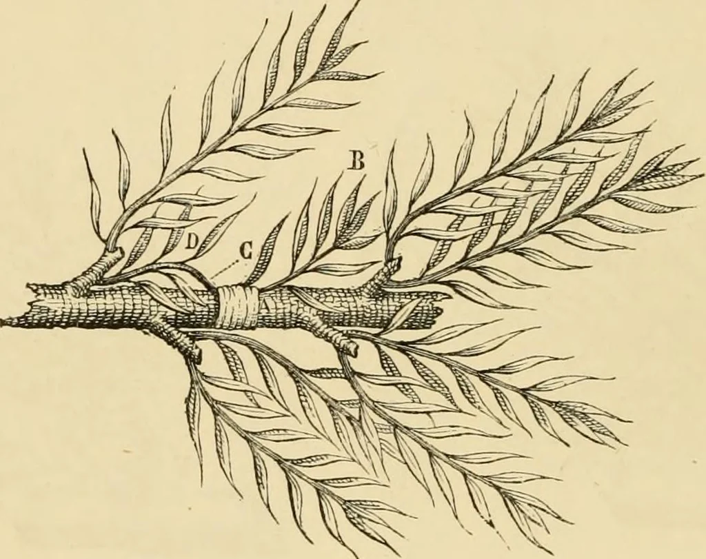 An illustration from The parks and gardens of Paris, considered in relation to the wants of other cities and of the public and private gardens; being notes on a study of Paris gardens, 1878, leaf 407
