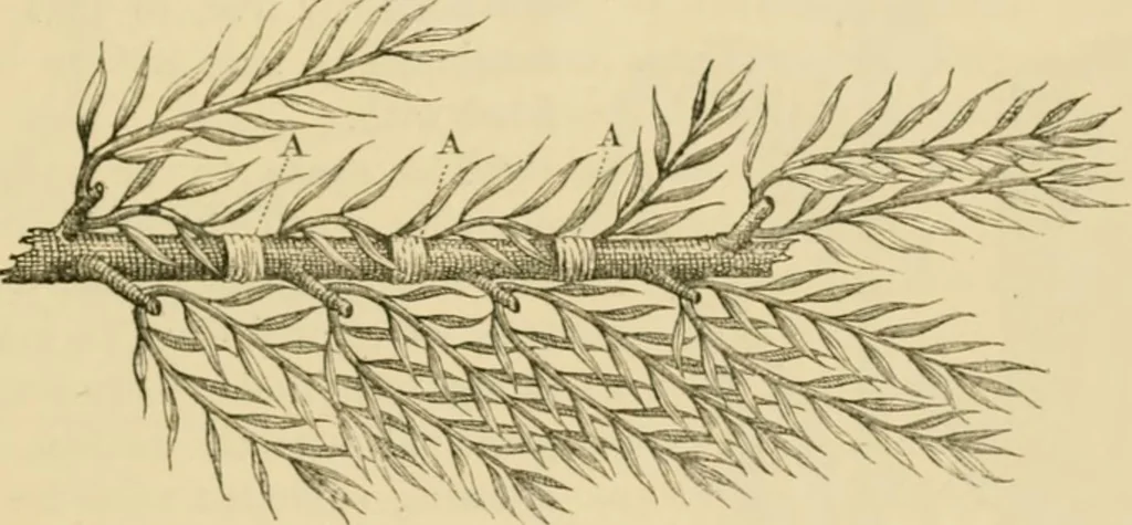 An illustration from The parks and gardens of Paris, considered in relation to the wants of other cities and of the public and private gardens; being notes on a study of Paris gardens, 1878, leaf 408