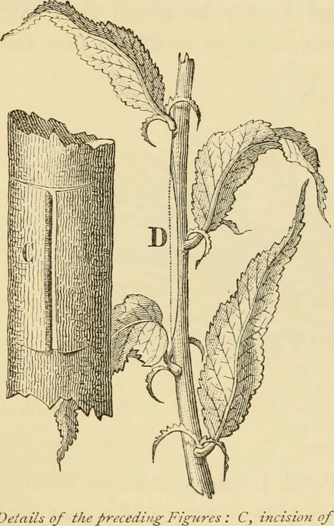 An illustration from The parks and gardens of Paris, considered in relation to the wants of other cities and of the public and private gardens; being notes on a study of Paris gardens, 1878, leaf 409
