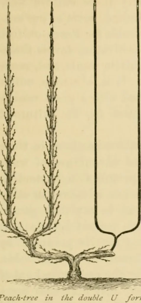 An illustration from The parks and gardens of Paris, considered in relation to the wants of other cities and of the public and private gardens; being notes on a study of Paris gardens, 1878, leaf 410