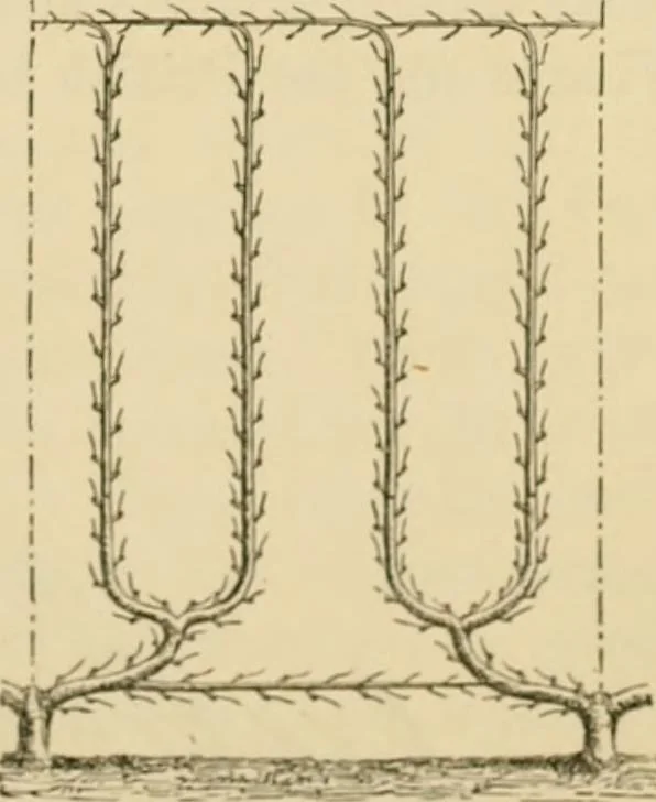An illustration from The parks and gardens of Paris, considered in relation to the wants of other cities and of the public and private gardens; being notes on a study of Paris gardens, 1878, leaf 410