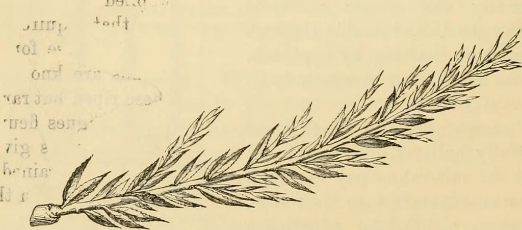 An illustration from The parks and gardens of Paris, considered in relation to the wants of other cities and of the public and private gardens; being notes on a study of Paris gardens, 1878, leaf 411