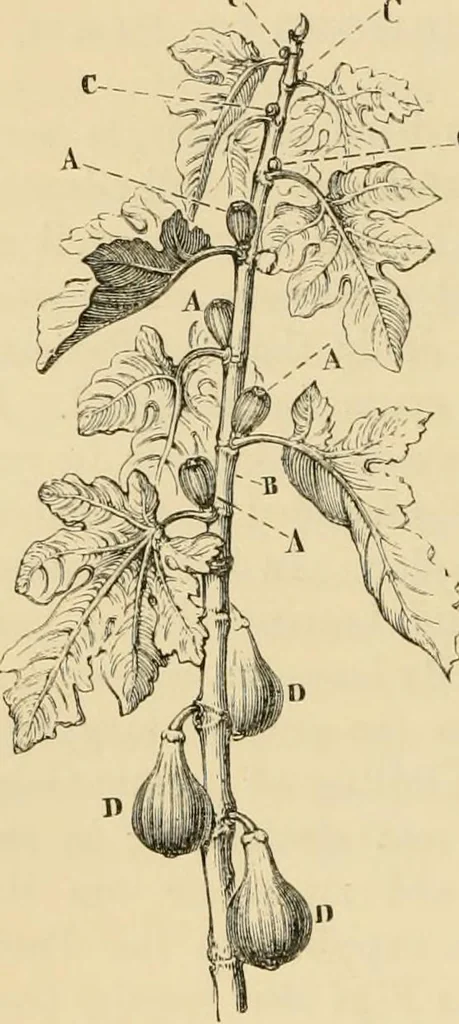 An illustration from The parks and gardens of Paris, considered in relation to the wants of other cities and of the public and private gardens; being notes on a study of Paris gardens, 1878, leaf 413