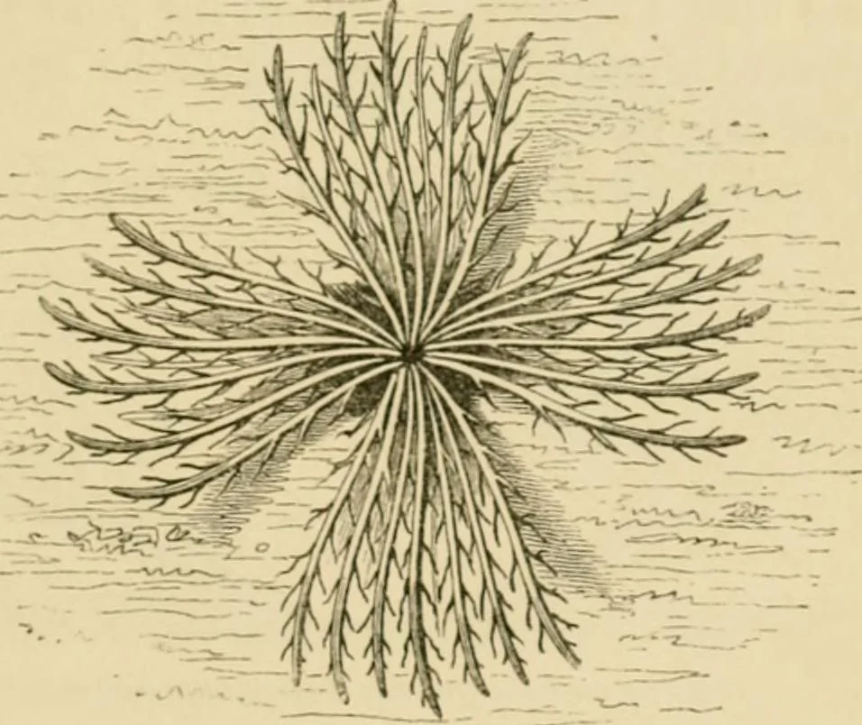 An illustration from The parks and gardens of Paris, considered in relation to the wants of other cities and of the public and private gardens; being notes on a study of Paris gardens, 1878, leaf 414
