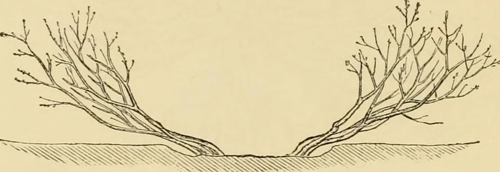 An illustration from The parks and gardens of Paris, considered in relation to the wants of other cities and of the public and private gardens; being notes on a study of Paris gardens, 1878, leaf 415