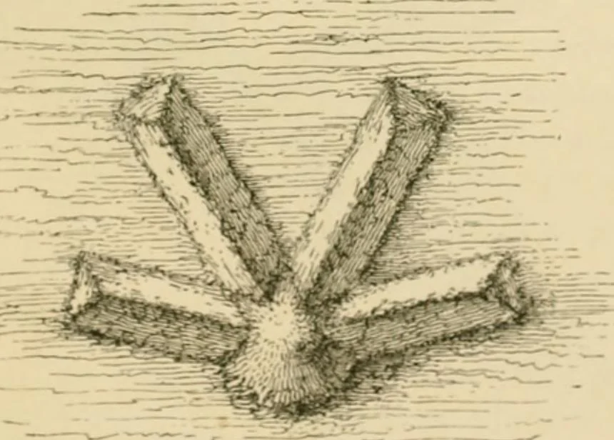 An illustration from The parks and gardens of Paris, considered in relation to the wants of other cities and of the public and private gardens; being notes on a study of Paris gardens, 1878, leaf 416