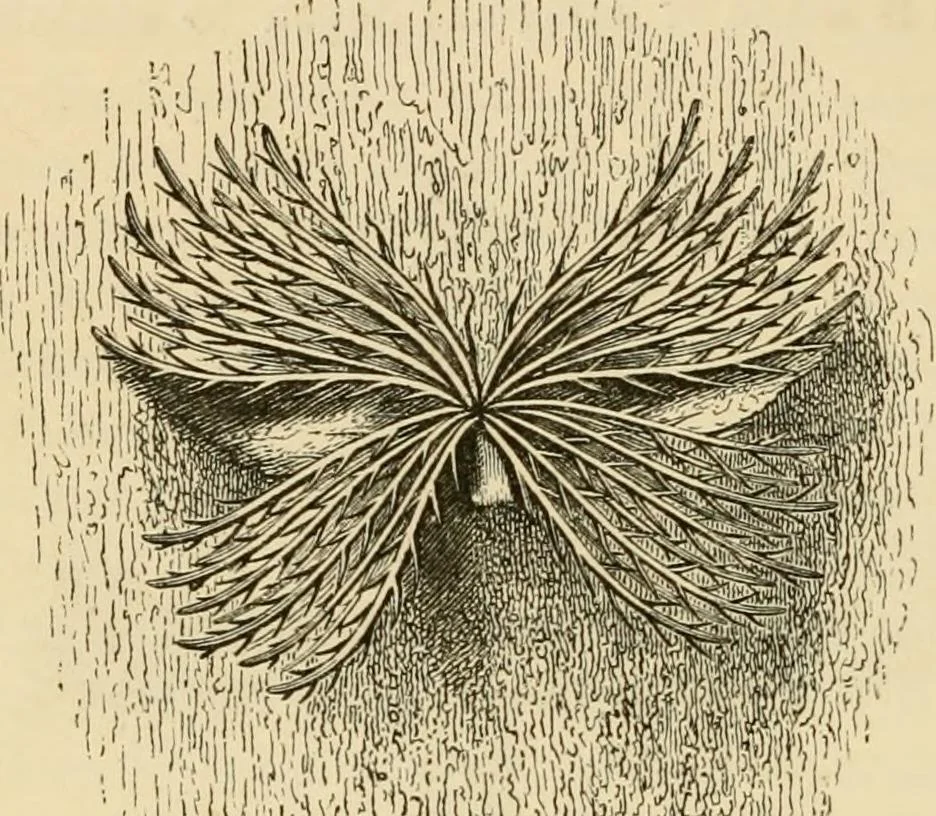 An illustration from The parks and gardens of Paris, considered in relation to the wants of other cities and of the public and private gardens; being notes on a study of Paris gardens, 1878, leaf 417