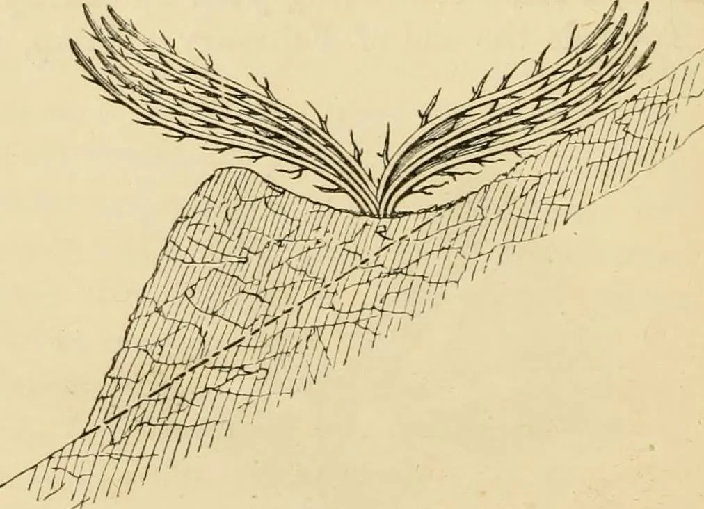 An illustration from The parks and gardens of Paris, considered in relation to the wants of other cities and of the public and private gardens; being notes on a study of Paris gardens, 1878, leaf 417