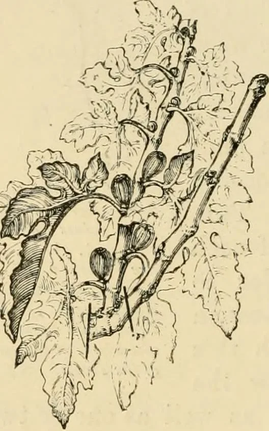 An illustration from The parks and gardens of Paris, considered in relation to the wants of other cities and of the public and private gardens; being notes on a study of Paris gardens, 1878, leaf 419
