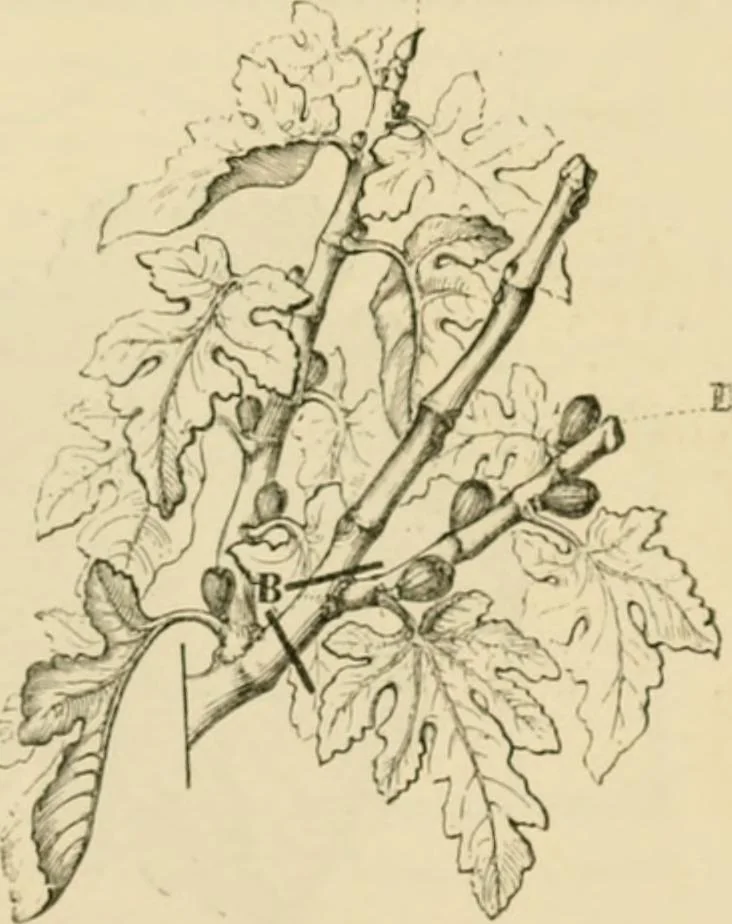 An illustration from The parks and gardens of Paris, considered in relation to the wants of other cities and of the public and private gardens; being notes on a study of Paris gardens, 1878, leaf 420