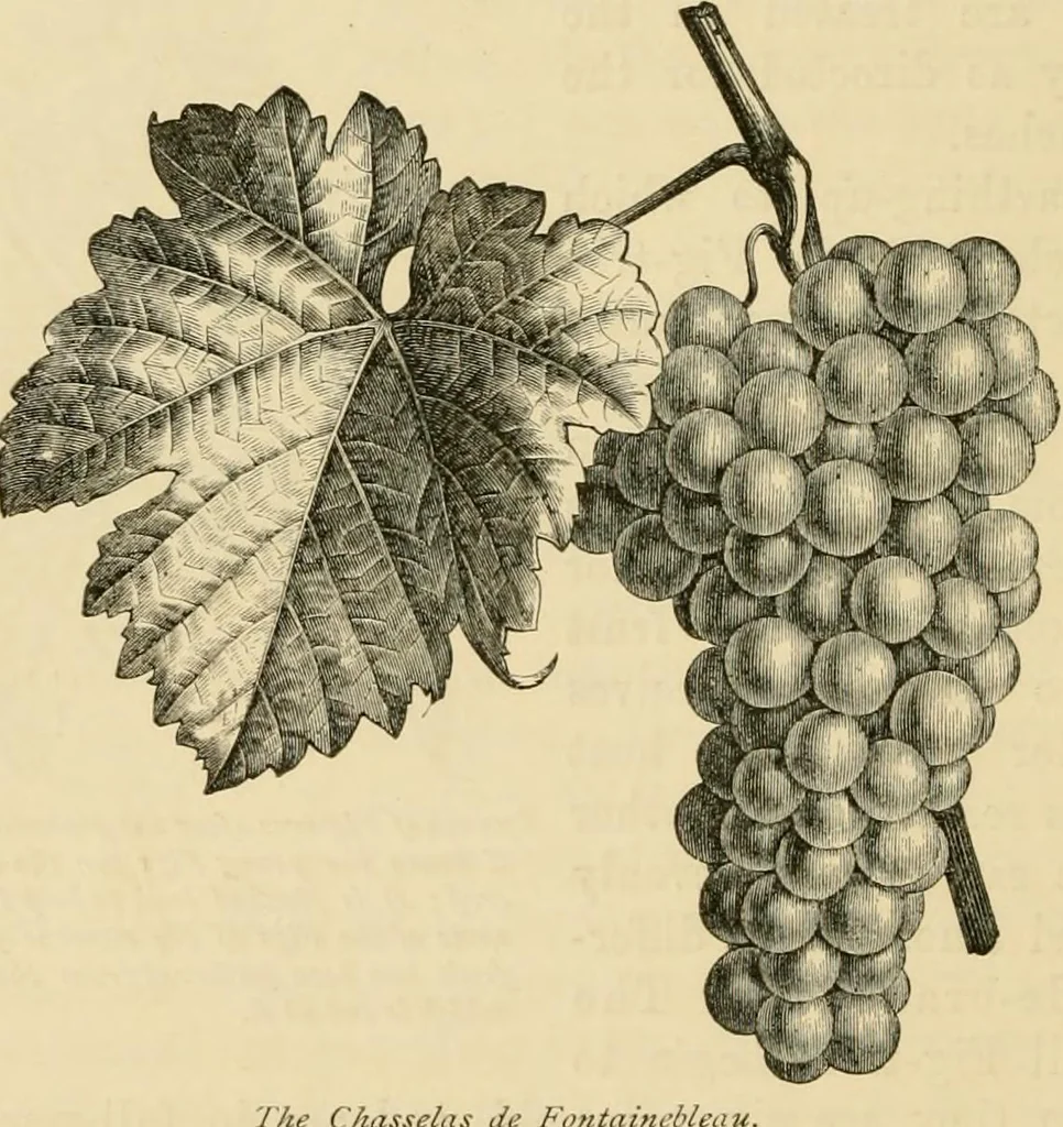 An illustration from The parks and gardens of Paris, considered in relation to the wants of other cities and of the public and private gardens; being notes on a study of Paris gardens, 1878, leaf 421