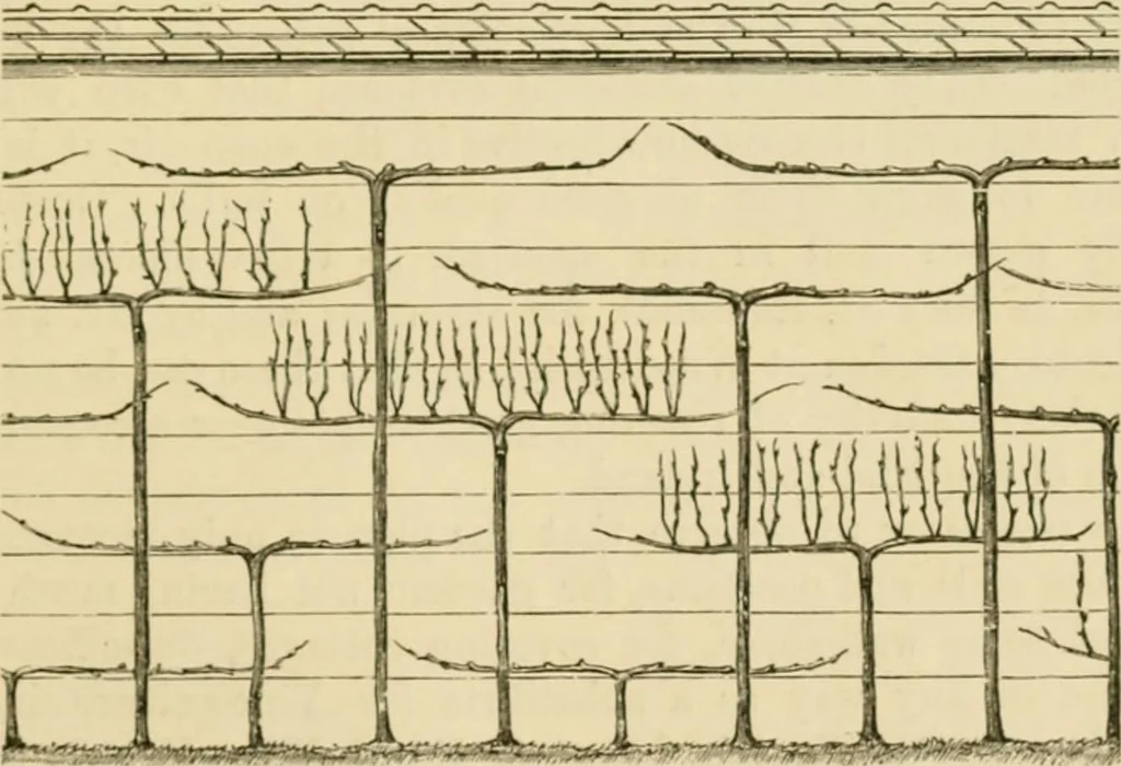 An illustration from The parks and gardens of Paris, considered in relation to the wants of other cities and of the public and private gardens; being notes on a study of Paris gardens, 1878, leaf 422