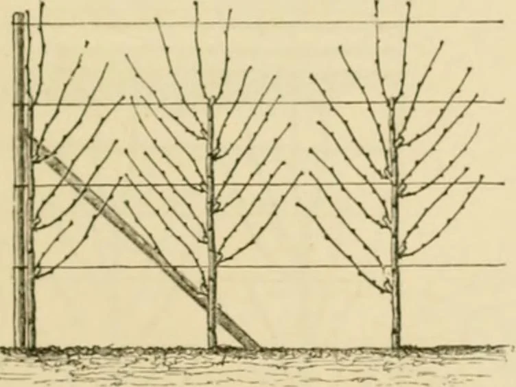 An illustration from The parks and gardens of Paris, considered in relation to the wants of other cities and of the public and private gardens; being notes on a study of Paris gardens, 1878, leaf 426
