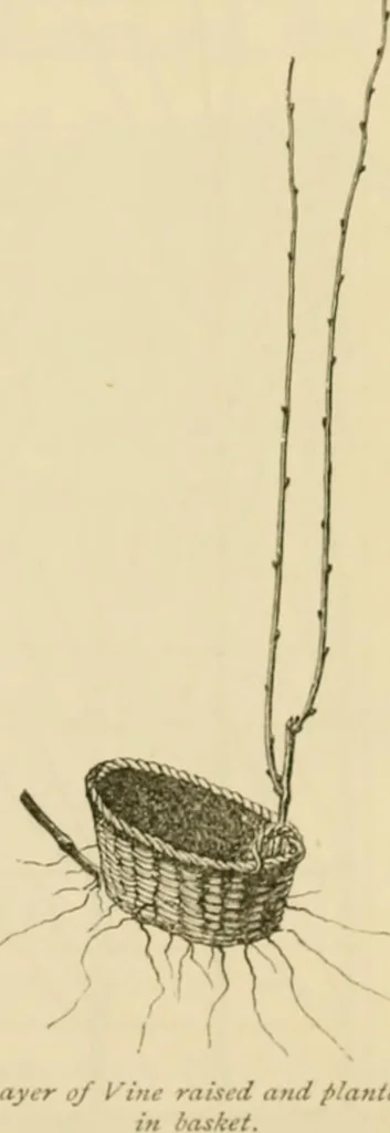 An illustration from The parks and gardens of Paris, considered in relation to the wants of other cities and of the public and private gardens; being notes on a study of Paris gardens, 1878, leaf 426