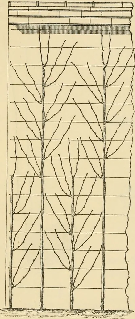 An illustration from The parks and gardens of Paris, considered in relation to the wants of other cities and of the public and private gardens; being notes on a study of Paris gardens, 1878, leaf 427