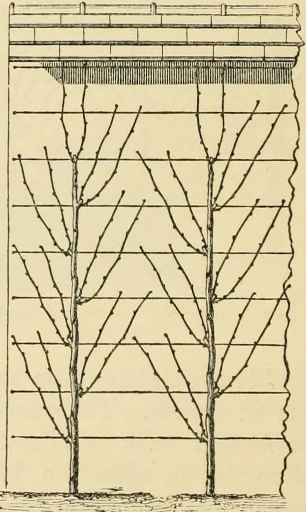 An illustration from The parks and gardens of Paris, considered in relation to the wants of other cities and of the public and private gardens; being notes on a study of Paris gardens, 1878, leaf 427