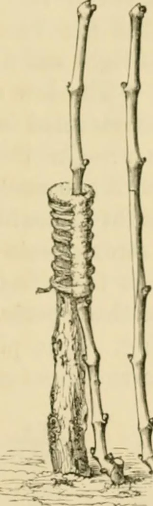 An illustration from The parks and gardens of Paris, considered in relation to the wants of other cities and of the public and private gardens; being notes on a study of Paris gardens, 1878, leaf 430