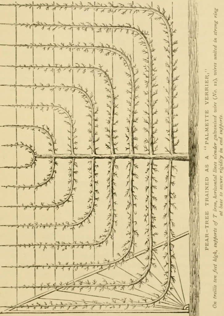 An illustration from The parks and gardens of Paris, considered in relation to the wants of other cities and of the public and private gardens; being notes on a study of Paris gardens, 1878, leaf 434