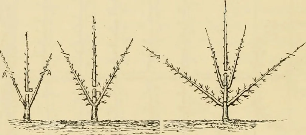 An illustration from The parks and gardens of Paris, considered in relation to the wants of other cities and of the public and private gardens; being notes on a study of Paris gardens, 1878, leaf 435